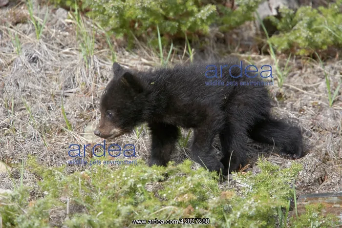 : Black Bear - young cub : Black Bear - young cub