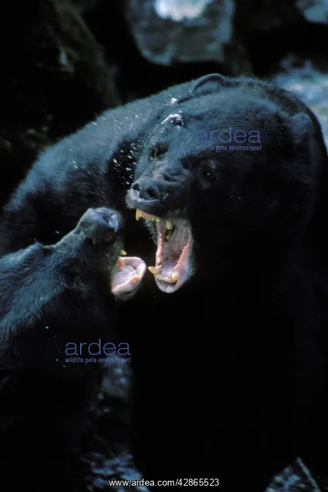 : Black Bears - fighting, mostly snapping jaws and : Black Bears - fighting, mostly snapping jaws and