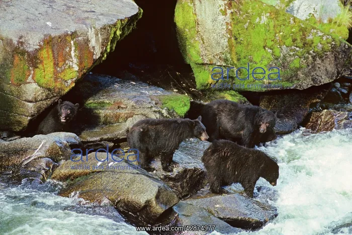 : Black Bears - fishing for salmon along West Coast : Black Bears - fishing for salmon along West Coast