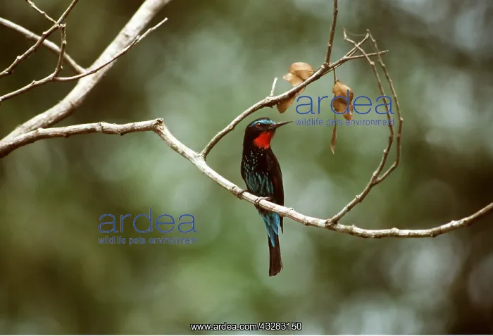 : BLACK BEE EATER - on branch : BLACK BEE EATER - on branch