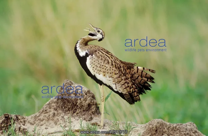 : Black-bellied Bustard : Black-bellied Bustard