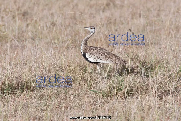 : Black Bellied Bustard : Black Bellied Bustard