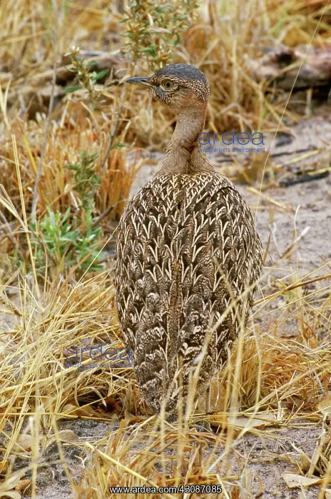 : Black-Bellied Bustard : Black-Bellied Bustard
