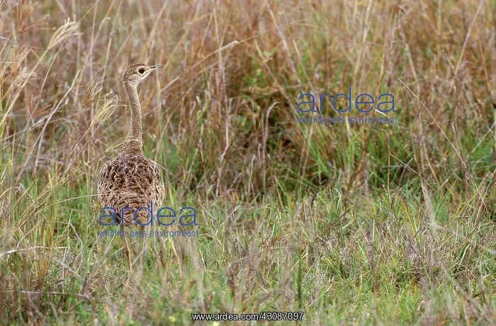 : Black-Bellied Bustard : Black-Bellied Bustard