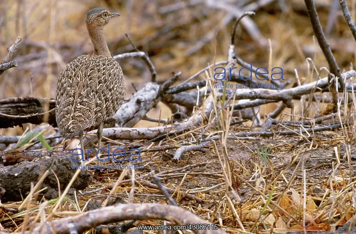 : Black-Bellied Bustard : Black-Bellied Bustard