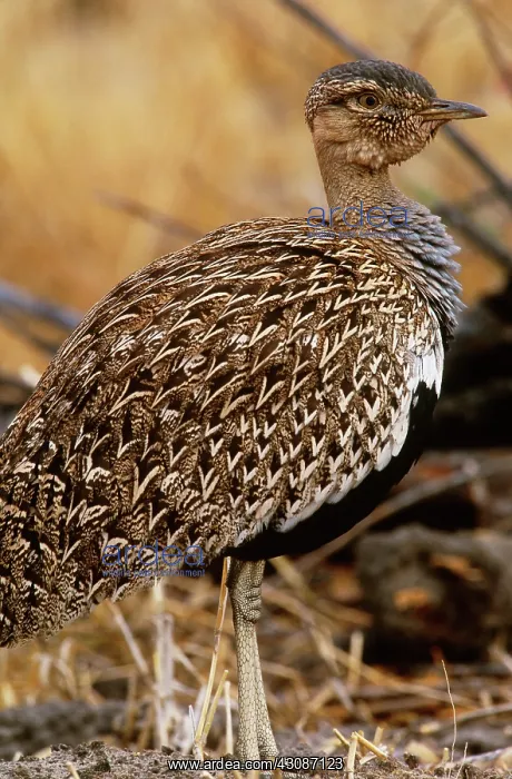 : Black-Bellied Bustard : Black-Bellied Bustard