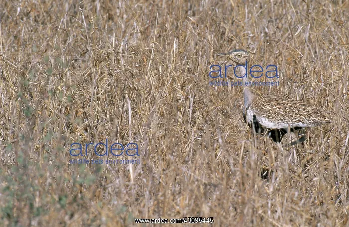 : Black-Bellied Bustard : Black-Bellied Bustard