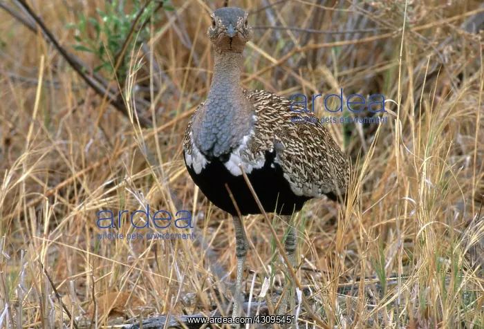 : Black-Bellied Bustard : Black-Bellied Bustard