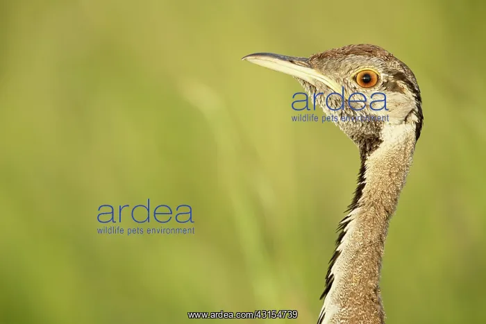 : Black-bellied Bustard : Black-bellied Bustard