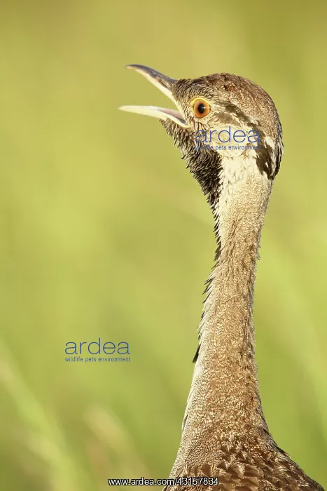 : Black-bellied Bustard : Black-bellied Bustard