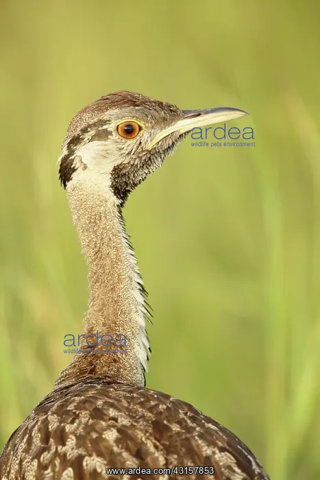  : Black-bellied Bustard