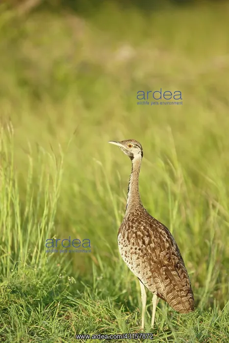 : Black-bellied Bustard : Black-bellied Bustard