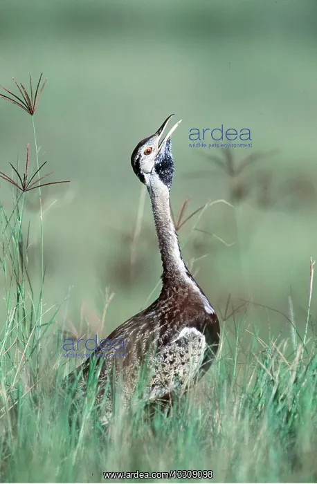  : Black-bellied BUSTARD