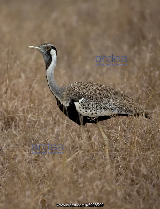 : Black-bellied bustard or Korhaan Eupodotis or Korhaan : Black-bellied bustard or Korhaan Eupodotis or Korhaan