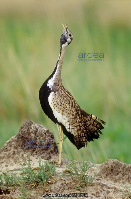 : Black-bellied Bustard - Male, calling : Black-bellied Bustard - Male, calling