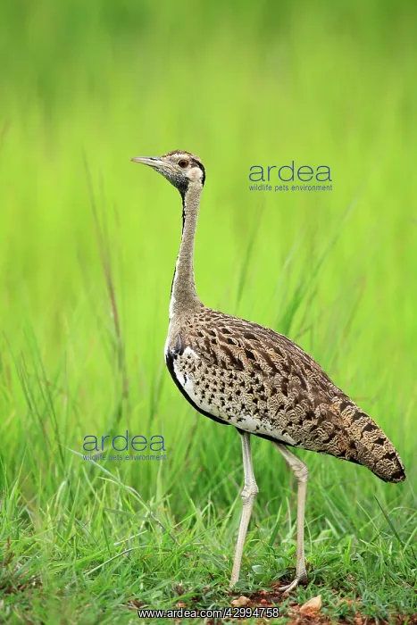 : Black-bellied Bustard Selous Game Reserve, Tanzania : Black-bellied Bustard Selous Game Reserve, Tanzania