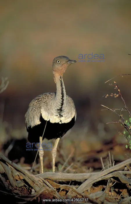  : Black-bellied BUSTARD - Walking through dry bush