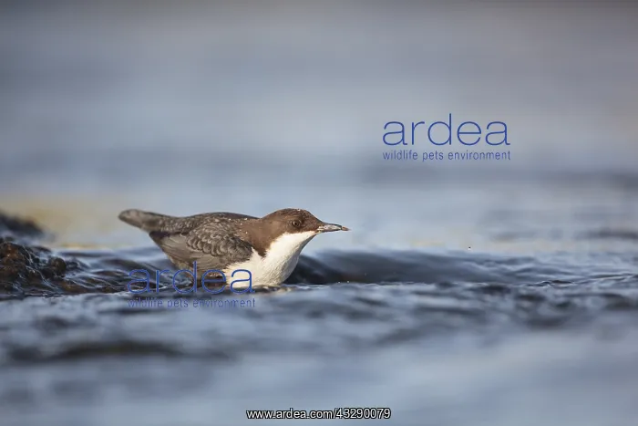 : one Black-bellied Dipper (Cinclus cinclus cincl : one Black-bellied Dipper (Cinclus cinclus cincl