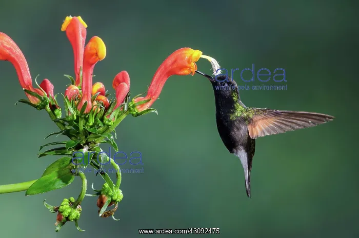 : Black-Bellied Hummingbird : Black-Bellied Hummingbird