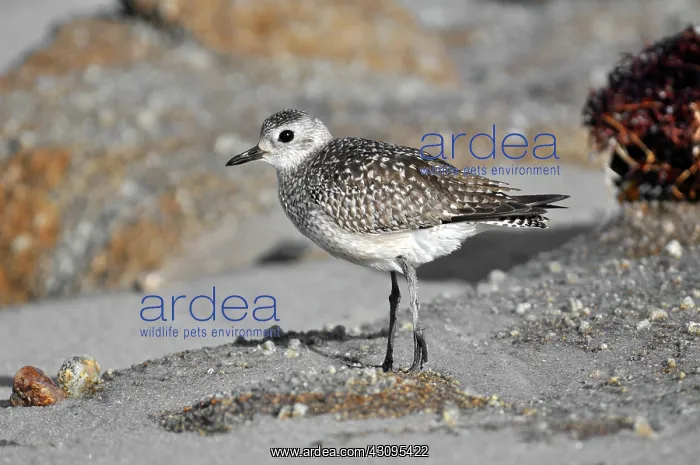 : Black-bellied Plover : Black-bellied Plover