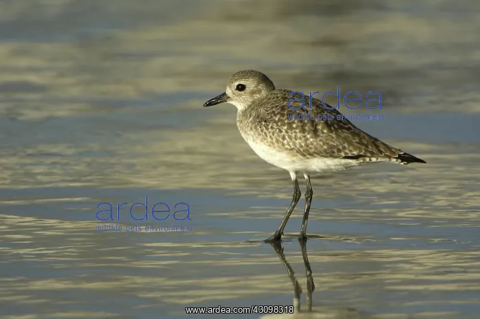 : Black-Bellied Plover : Black-Bellied Plover