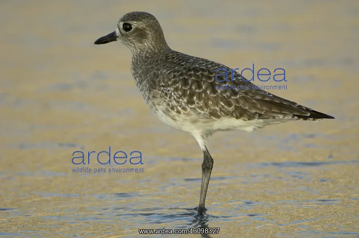 : Black-Bellied Plover : Black-Bellied Plover