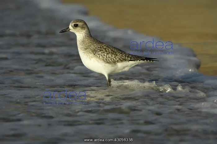: Black-Bellied Plover : Black-Bellied Plover