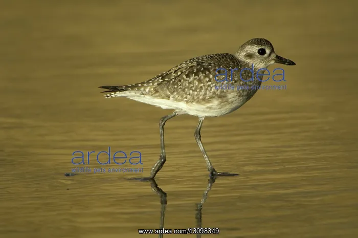 : Black-Bellied Plover : Black-Bellied Plover