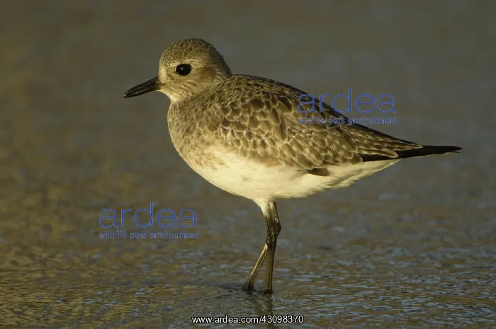 : Black-Bellied Plover : Black-Bellied Plover