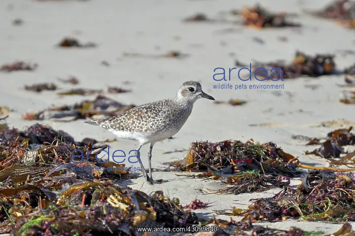 : Black-bellied Plover : Black-bellied Plover