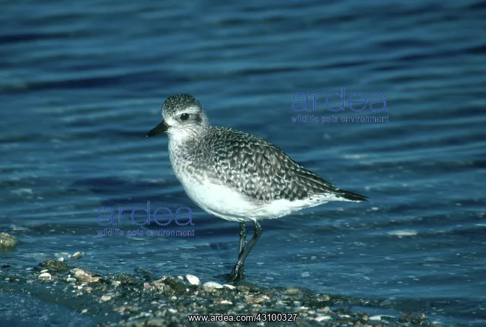 : Black-bellied Plover : Black-bellied Plover