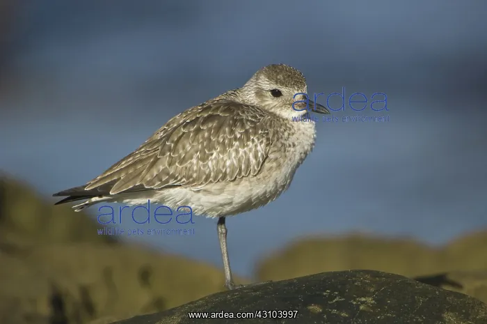 : Black-Bellied Plover : Black-Bellied Plover
