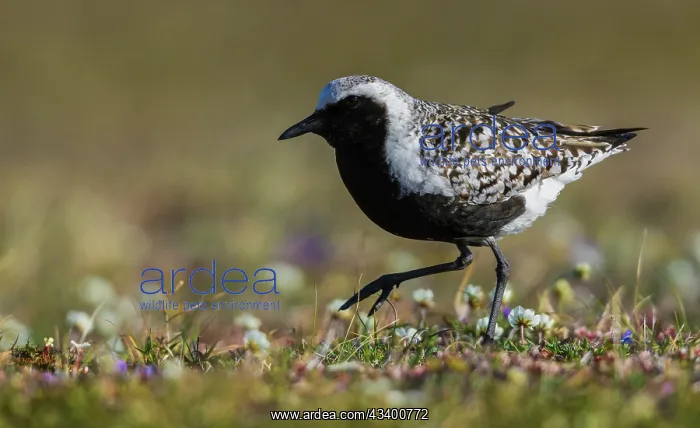 : Black-bellied plover, arctic tundra wildflowers : Black-bellied plover, arctic tundra wildflowers