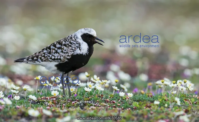 : Black-bellied plover calling, at home on the arctic tundra : Black-bellied plover calling, at home on the arctic tundra