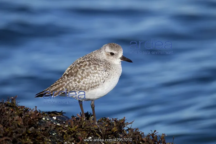 : Black-bellied Plover - winter plumage : Black-bellied Plover - winter plumage