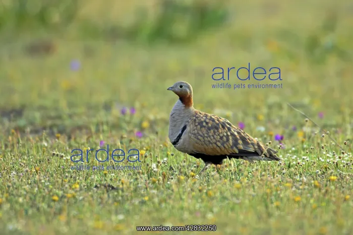 : Black Bellied Sandgrouse : Black Bellied Sandgrouse