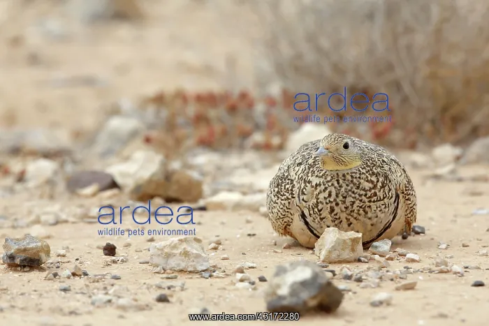 : Black-bellied Sandgrouse : Black-bellied Sandgrouse
