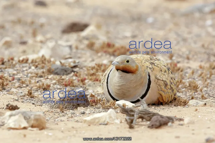 : Black-bellied Sandgrouse : Black-bellied Sandgrouse