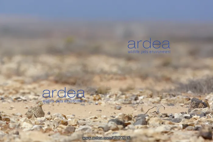 : Black-bellied Sandgrouse : Black-bellied Sandgrouse