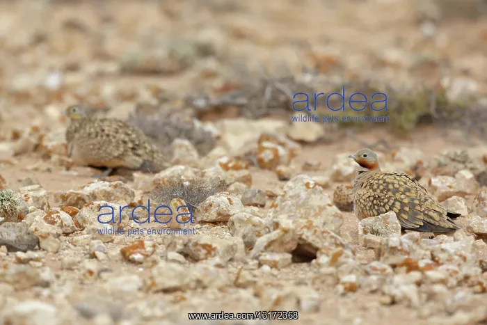 : Black-bellied Sandgrouse : Black-bellied Sandgrouse