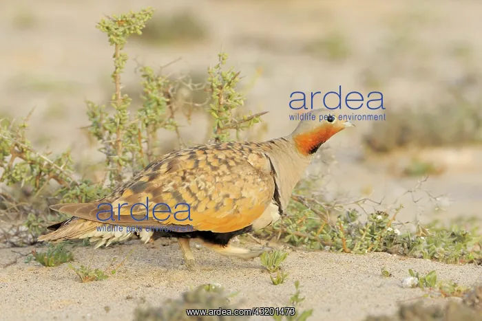: Black-bellied Sandgrouse : Black-bellied Sandgrouse