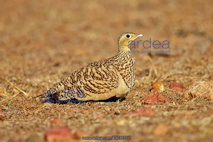 : Black-bellied Sandgrouse adult female : Black-bellied Sandgrouse adult female
