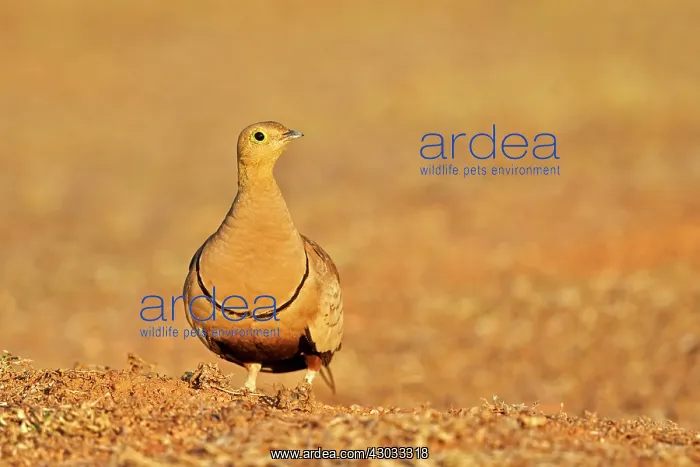 : Black-bellied Sandgrouse adult male : Black-bellied Sandgrouse adult male
