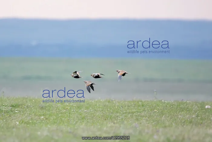 : Black-bellied Sandgrouse - in flight : Black-bellied Sandgrouse - in flight