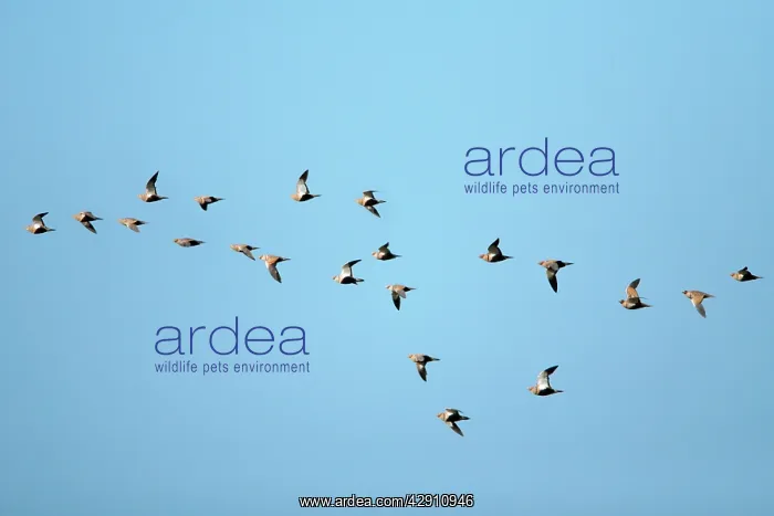 : Black-Bellied Sandgrouse - flock in flight : Black-Bellied Sandgrouse - flock in flight
