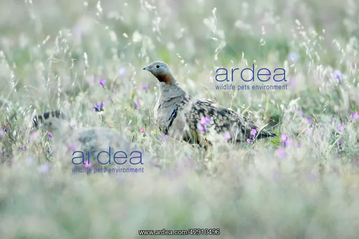 : Black-Bellied Sandgrouse - male on alert : Black-Bellied Sandgrouse - male on alert