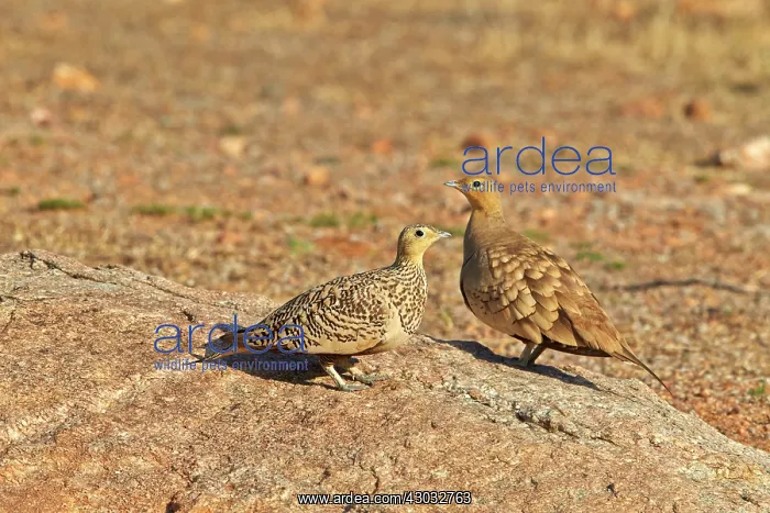 : Black-bellied Sandgrouse pair : Black-bellied Sandgrouse pair