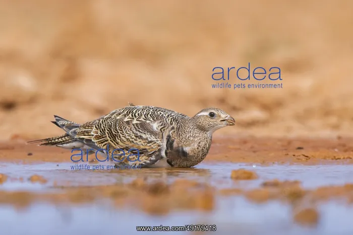 : Black-bellied Sandgrouse (Pterocles orientalis) on a farmers field : Black-bellied Sandgrouse (Pterocles orientalis) on a farmers field