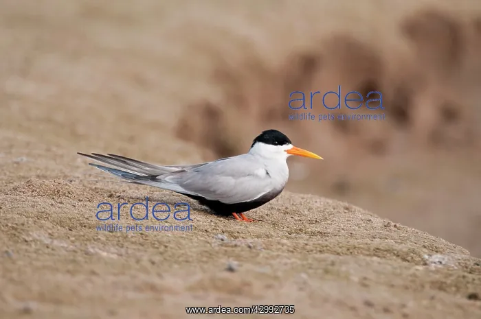  : Black-bellied tern - on river bank