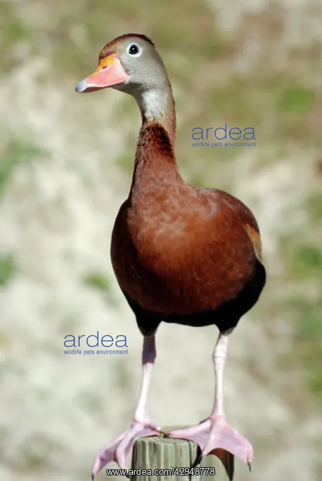 : Black-bellied Tree Duck / Black-bellied Whistling Duck : Black-bellied Tree Duck / Black-bellied Whistling Duck